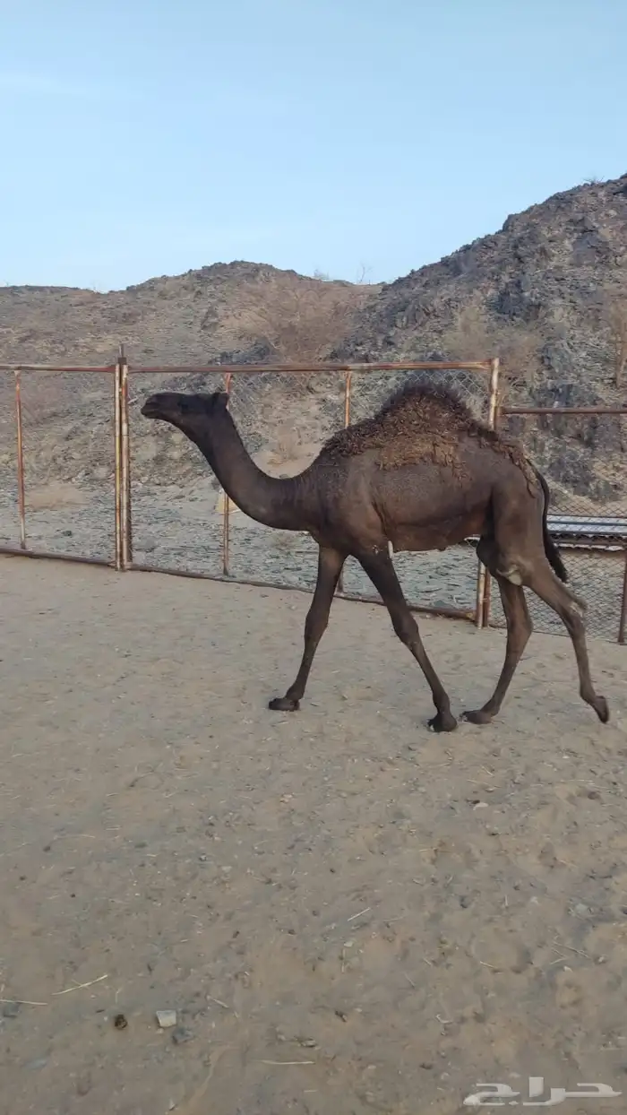يوجد ذبايح خرفان وحشوان 3