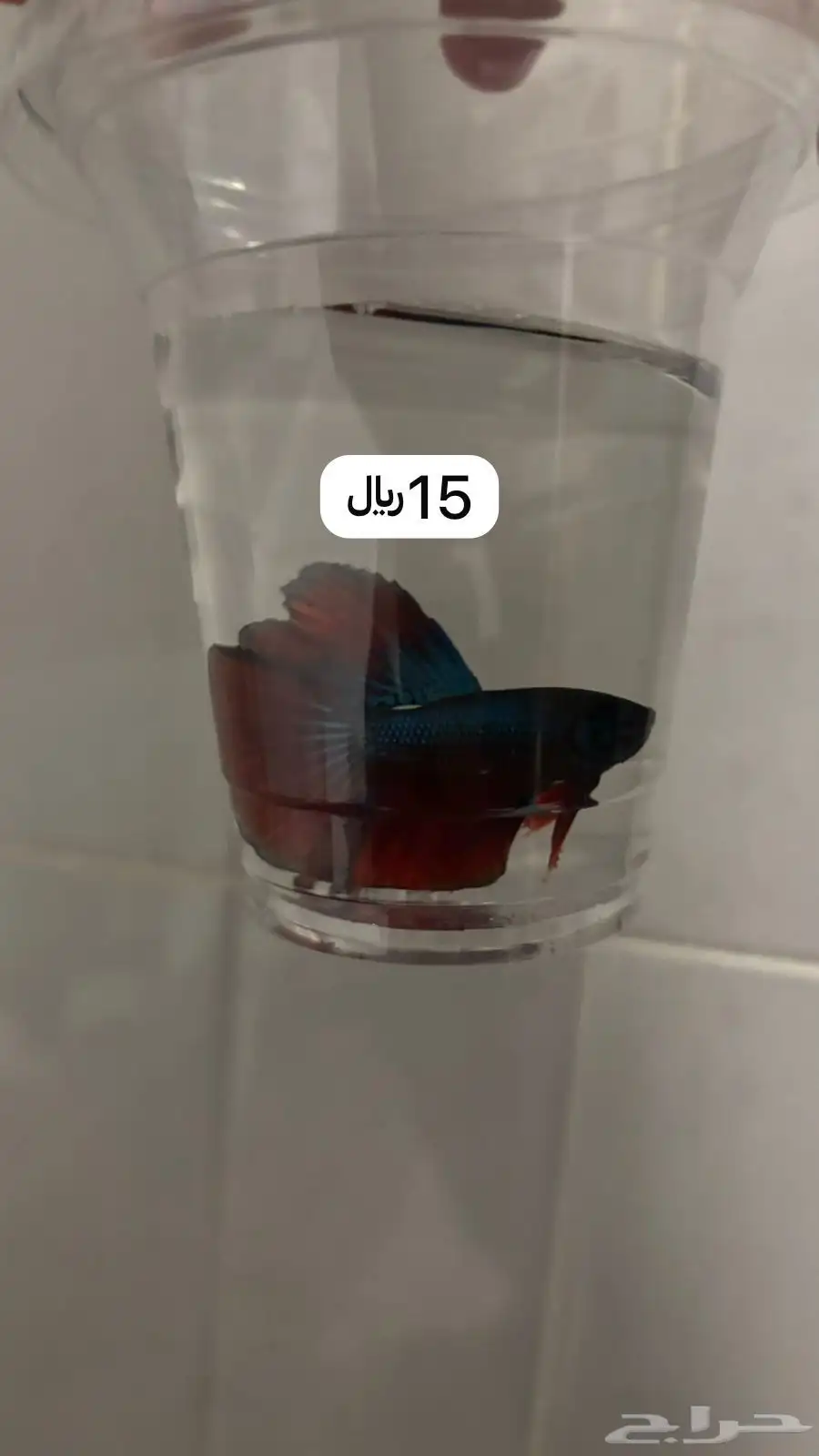 سمك فايتر بكمال ملحقاته 35 11