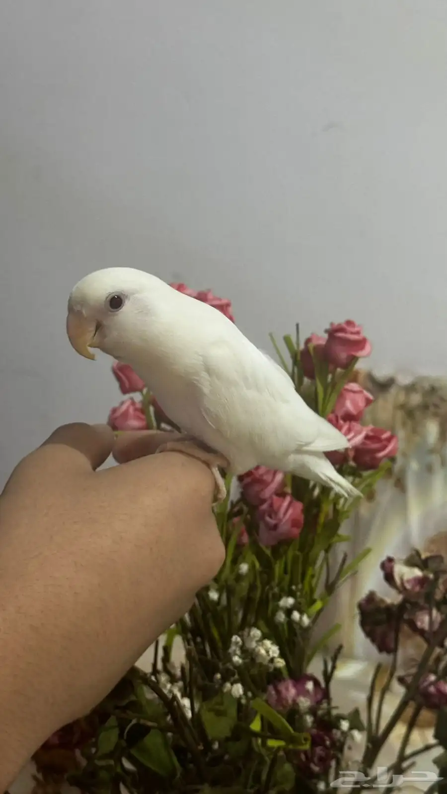 روز للبيع 2