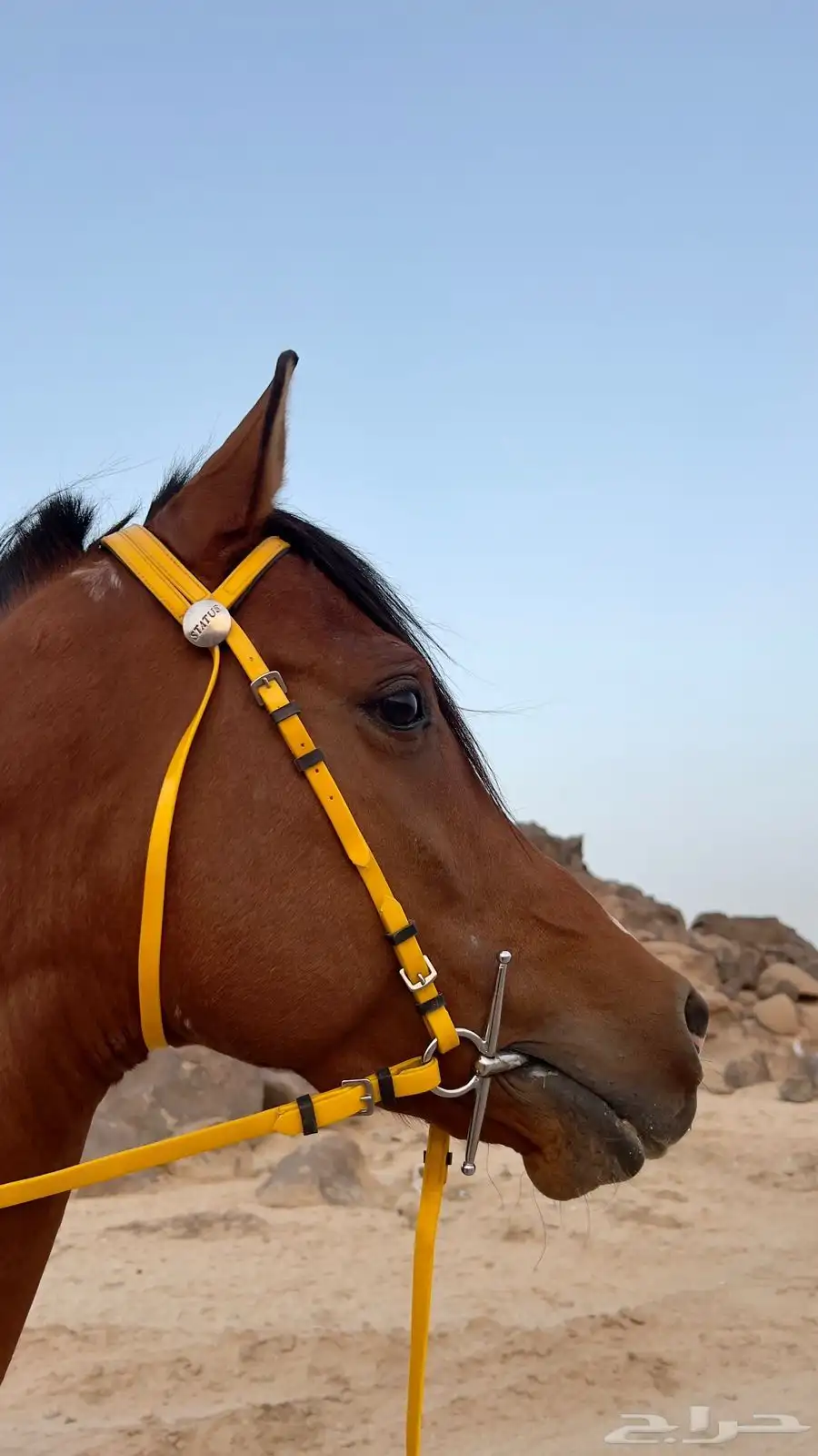 حصان شعبي كفو وفوق الكفو 0