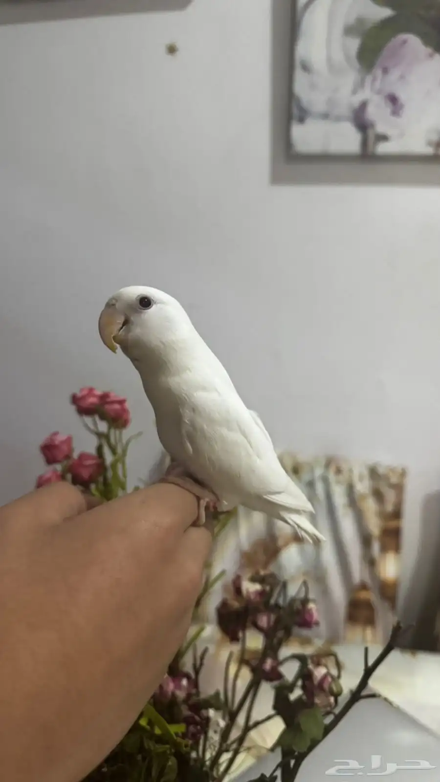 روز للبيع 0