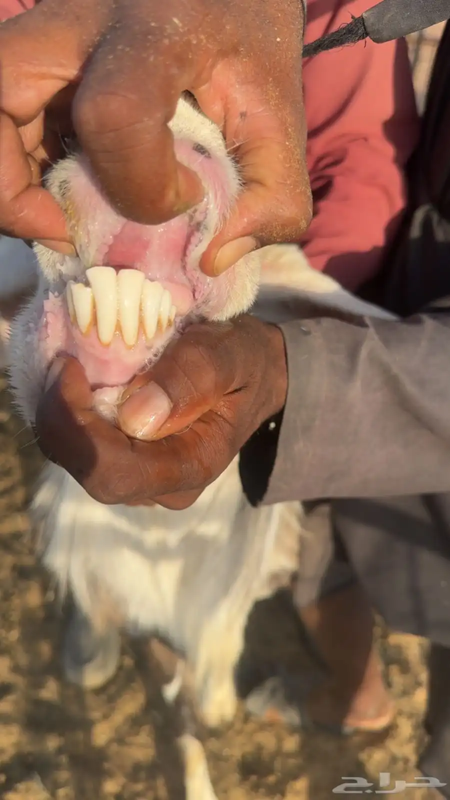 فحل نشروك نجدي مع حري منتج 3