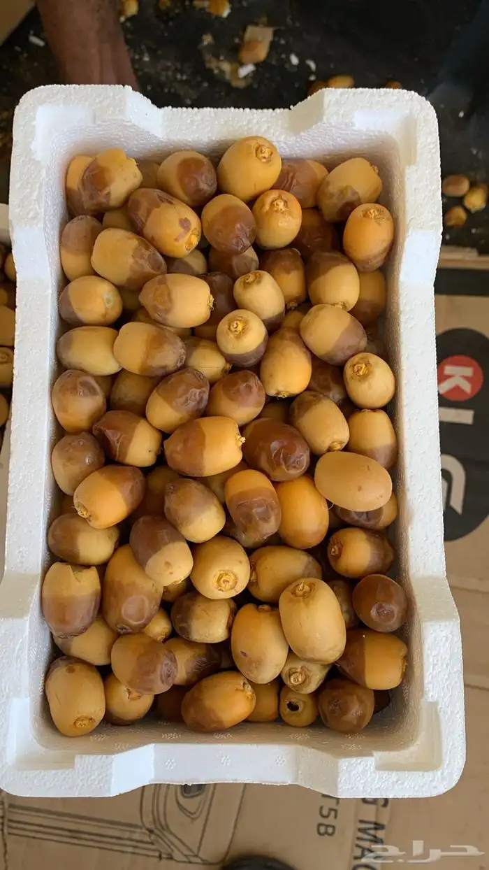 روثانا المدينه المنوره 2