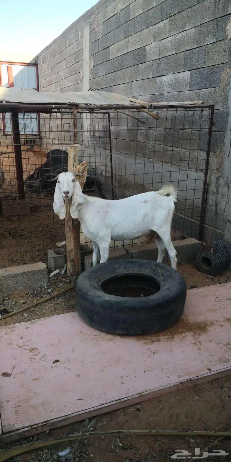 عنز مضروبة فيها عرق سانين السعي علي 4
