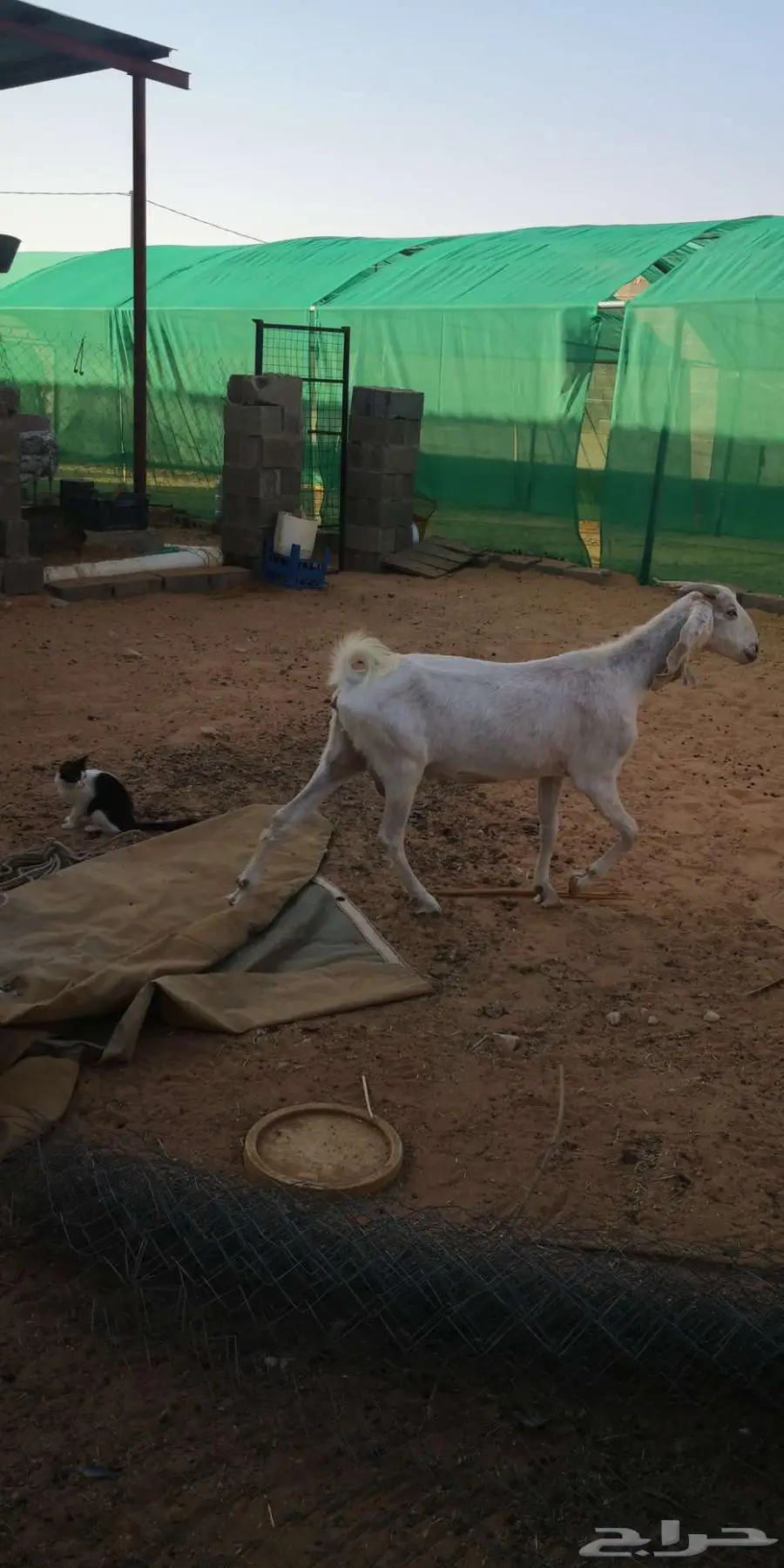عنز مضروبة فيها عرق سانين السعي علي 3