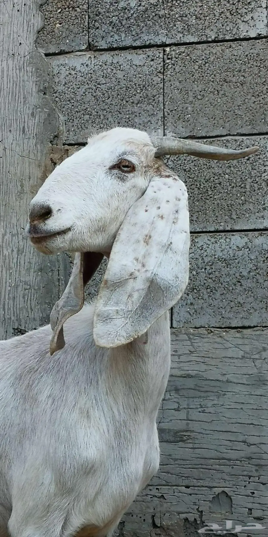 عنز مضروبة فيها عرق سانين السعي علي 0