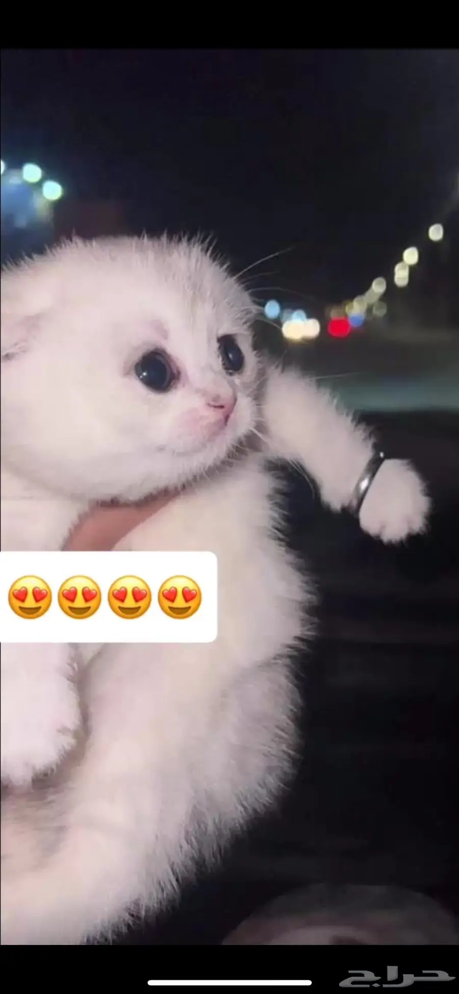 للبيع كتن سكوتش فولد و بريتش 0