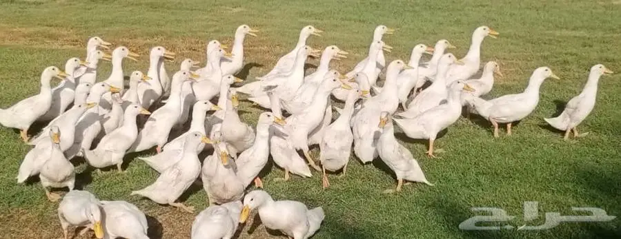 بط بكيني 2