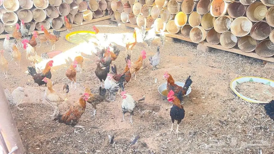 دجاج بياض وديكة 0