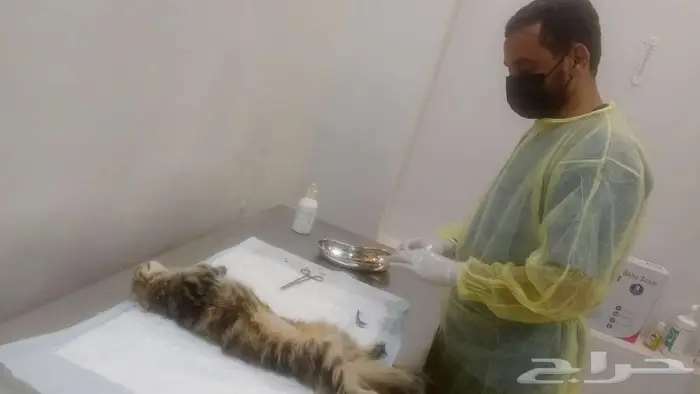 عيادة طوارئ طبية بيطرية بالرياض 1