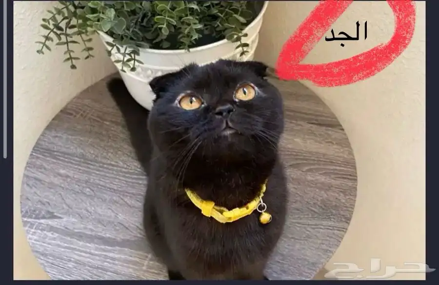 سكوتش تربل فولد 10