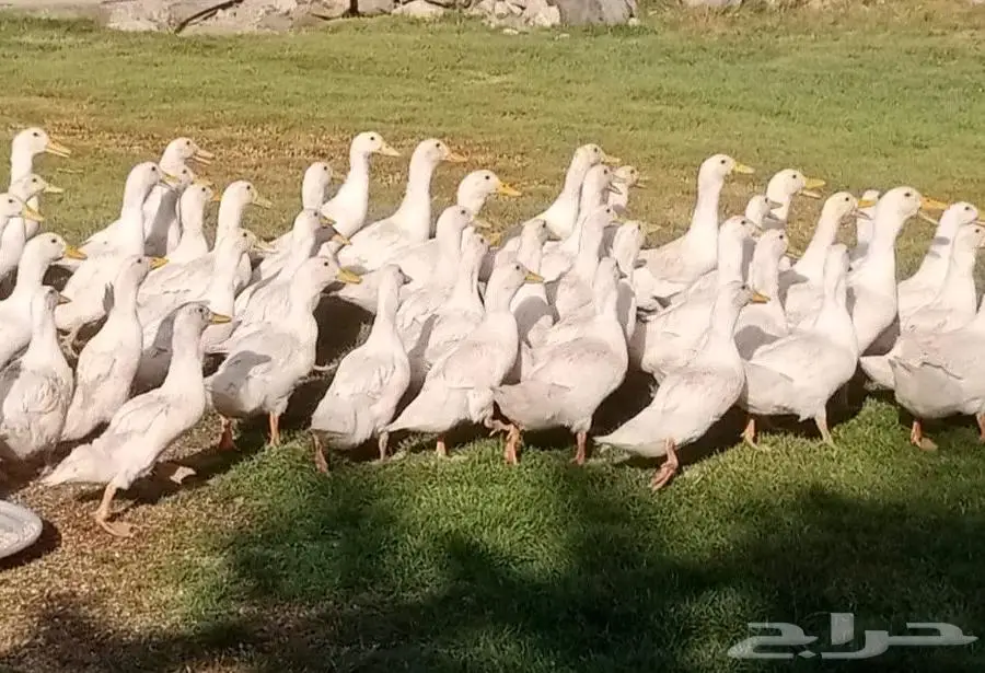 بط بكيني 0