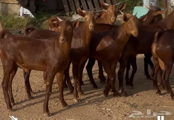 مشاريع فحول دهم جنوبيه فاخره نوادر 0