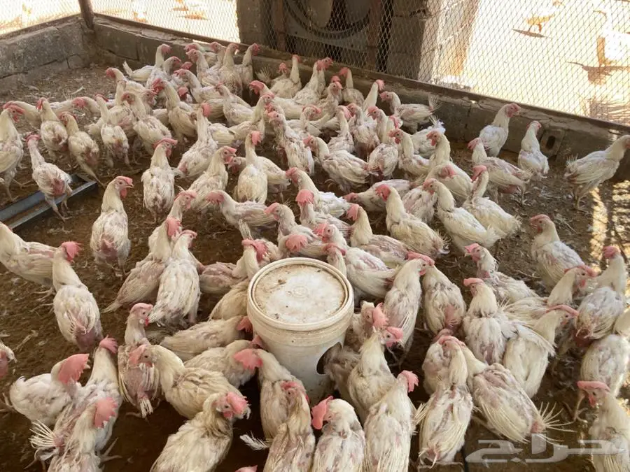 دجاج ابيض بياض 4