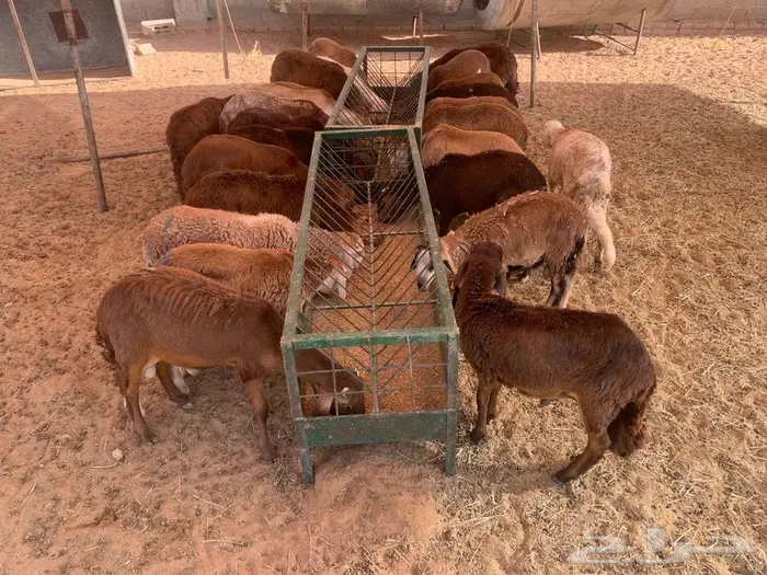 سواكن حمري أوزان كبيرة تربية علي الشرط 1