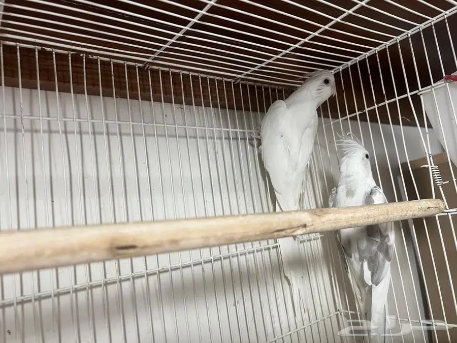 زوج كروان منتج شرط 7