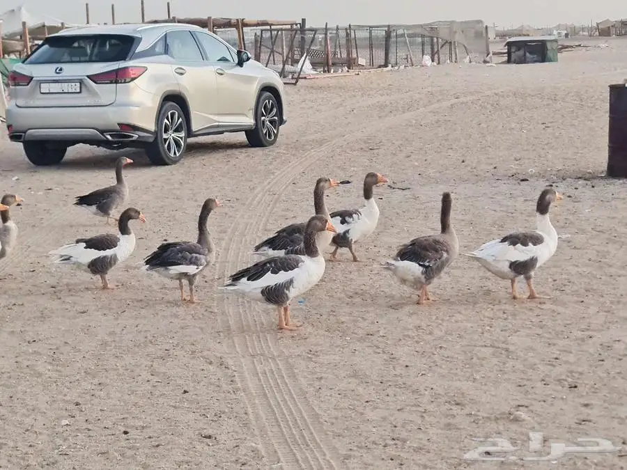 وز للببع العدد تقريبا 15 5