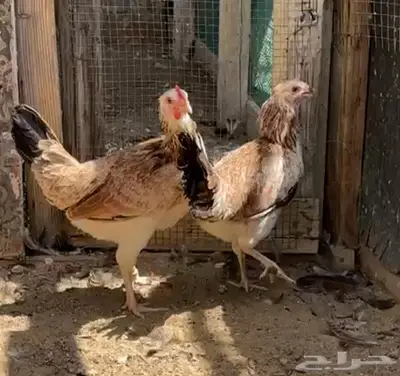 دجاج دندراوي 2