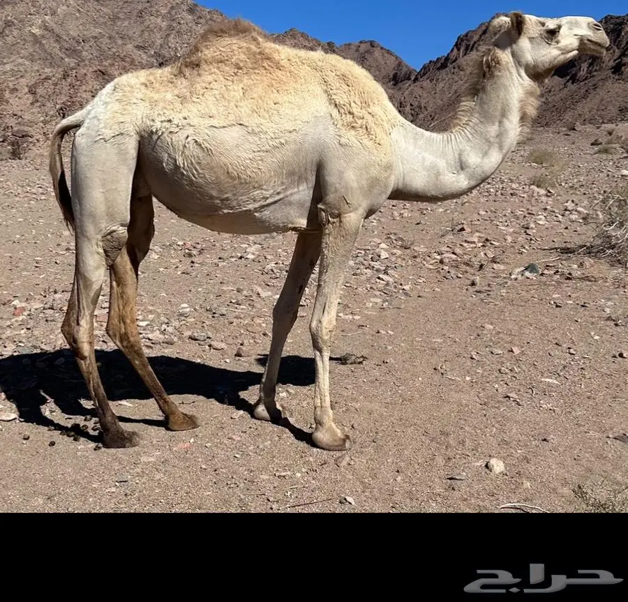 للبيع لقاح 0