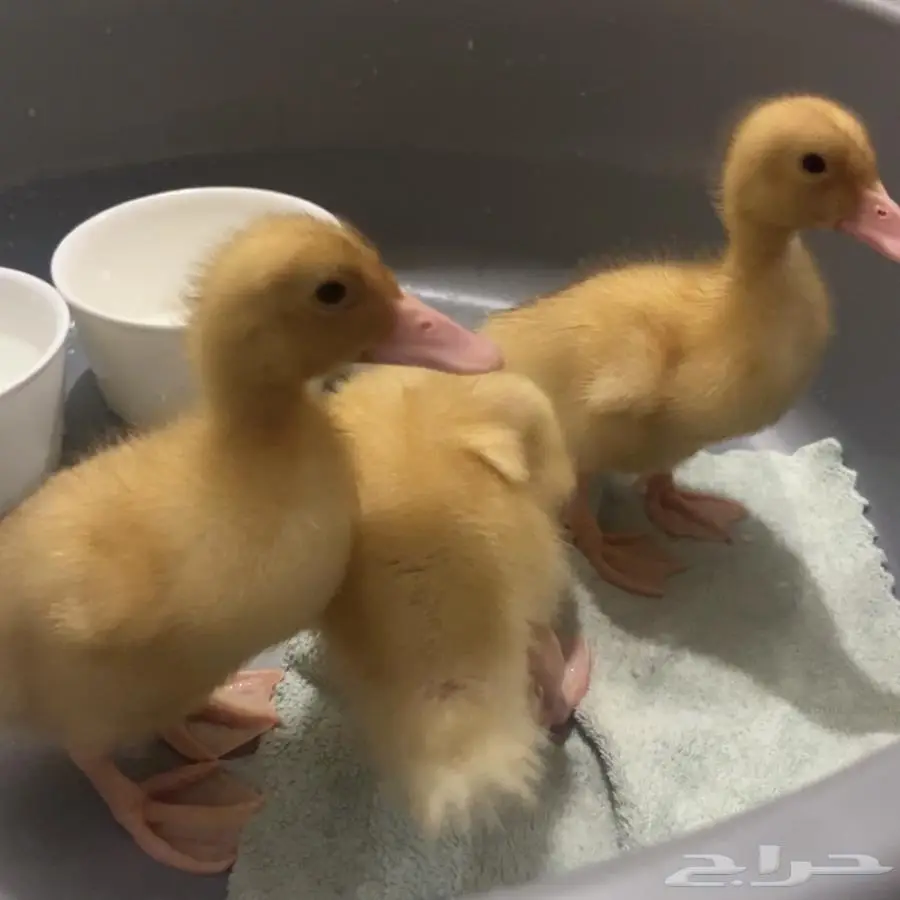 3 بطات بكيني صغير 4