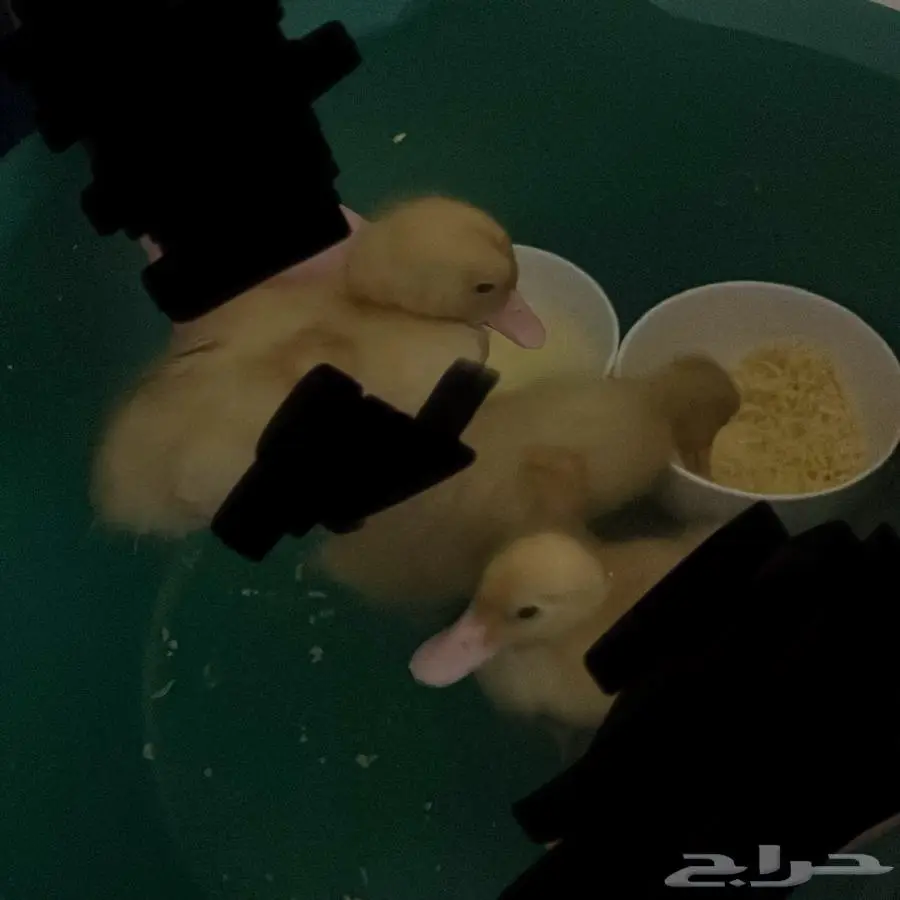 3 بطات بكيني صغير 3