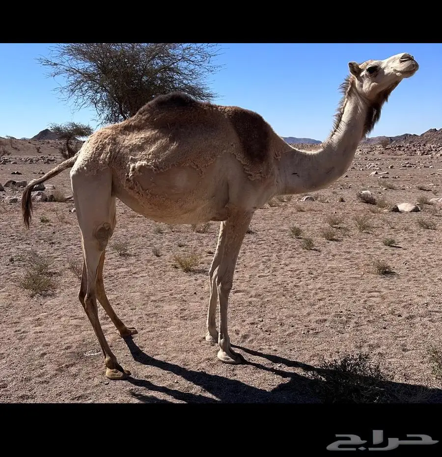 للبيع لقاح 1