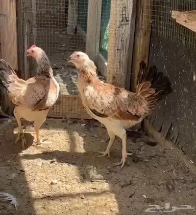 دجاج دندراوي 4