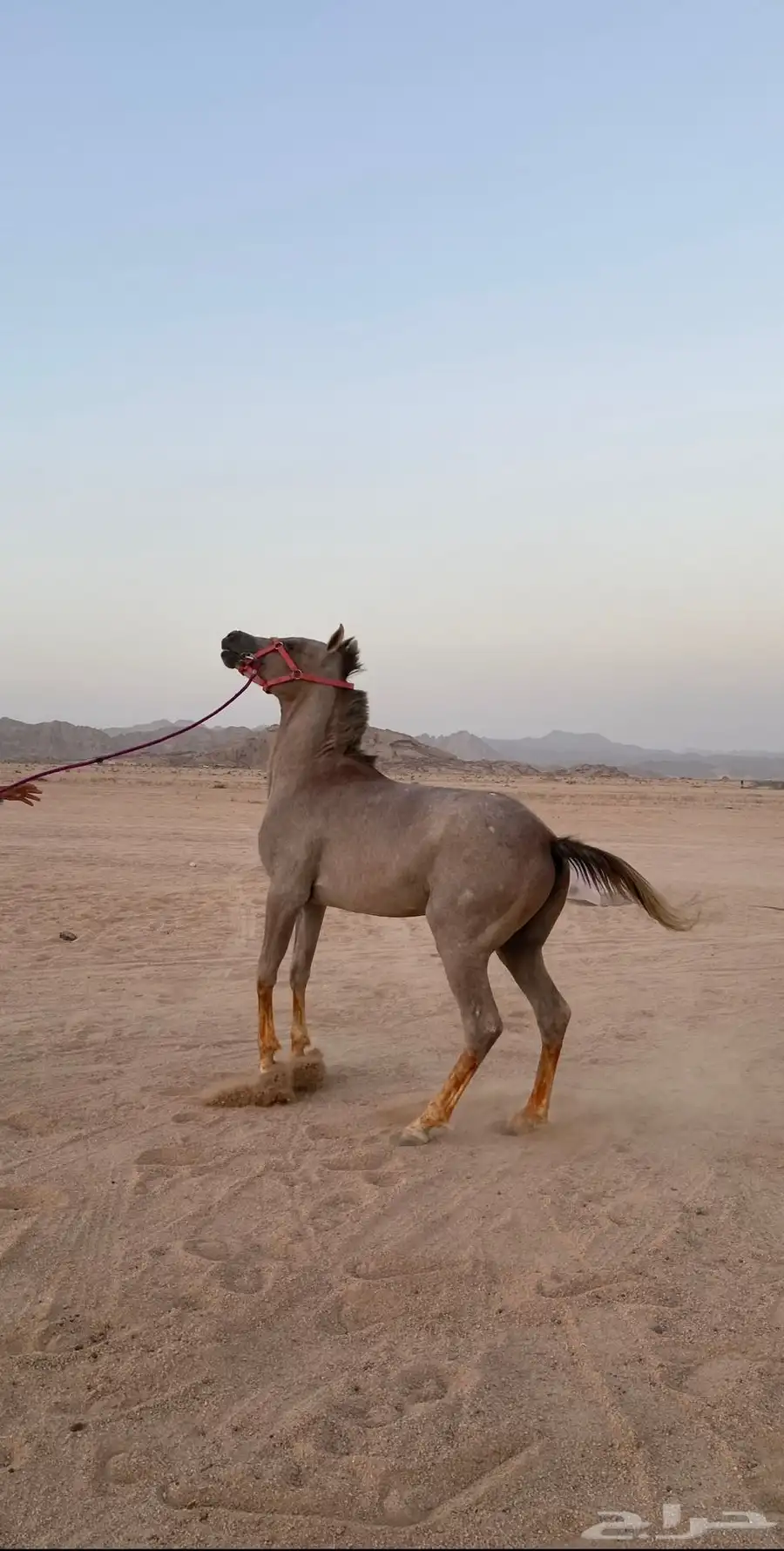 خيل للبيع 1