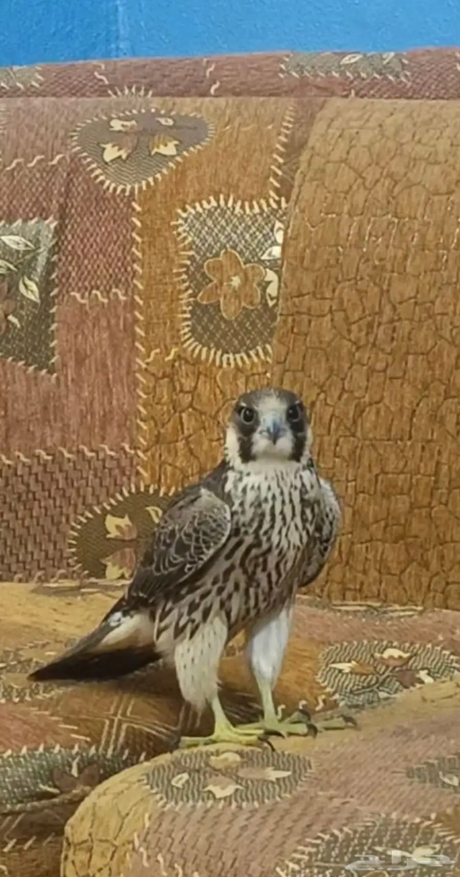 فرخ شيهانه للبيع 0