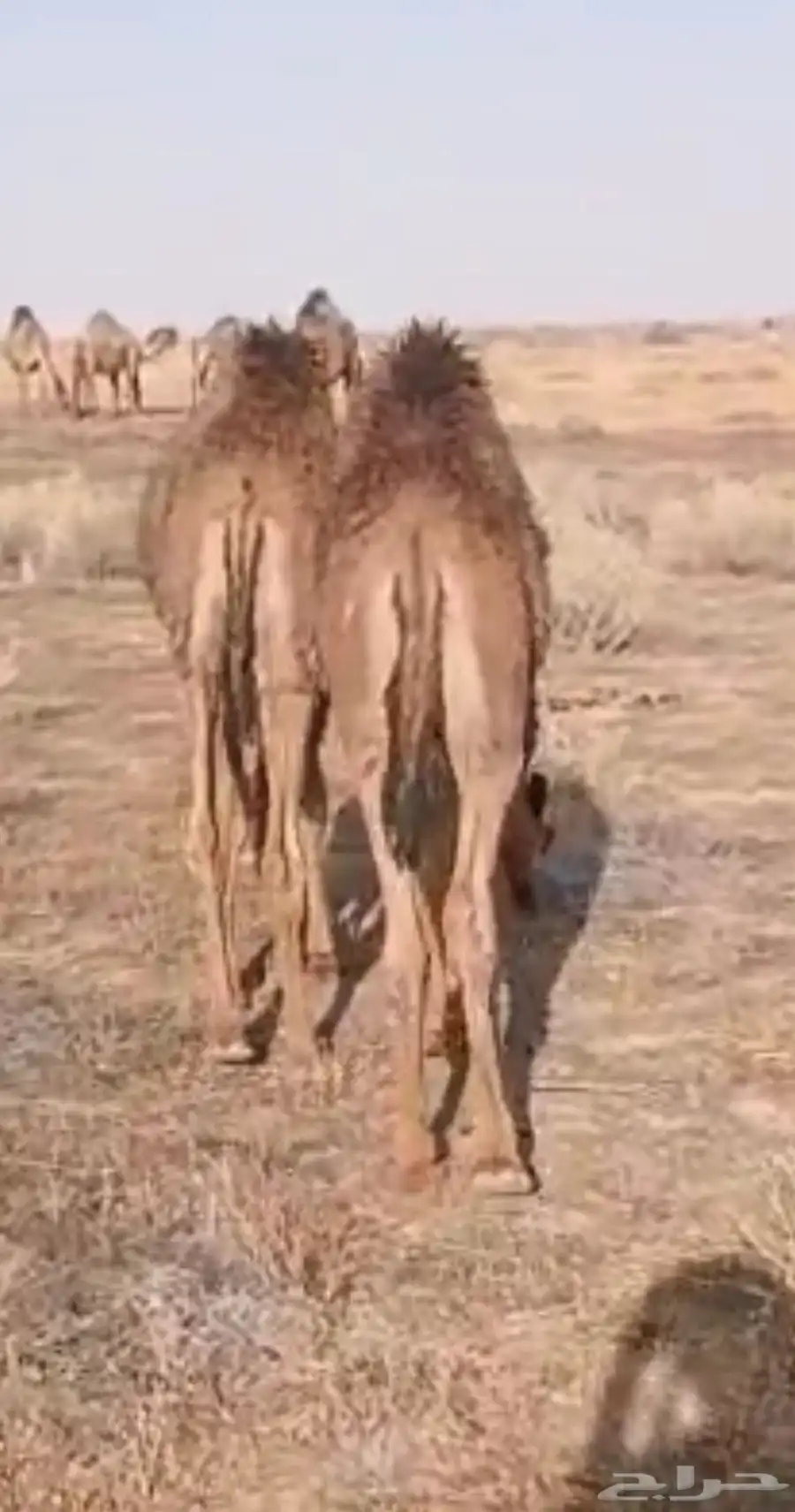 قعدان اثنين 2