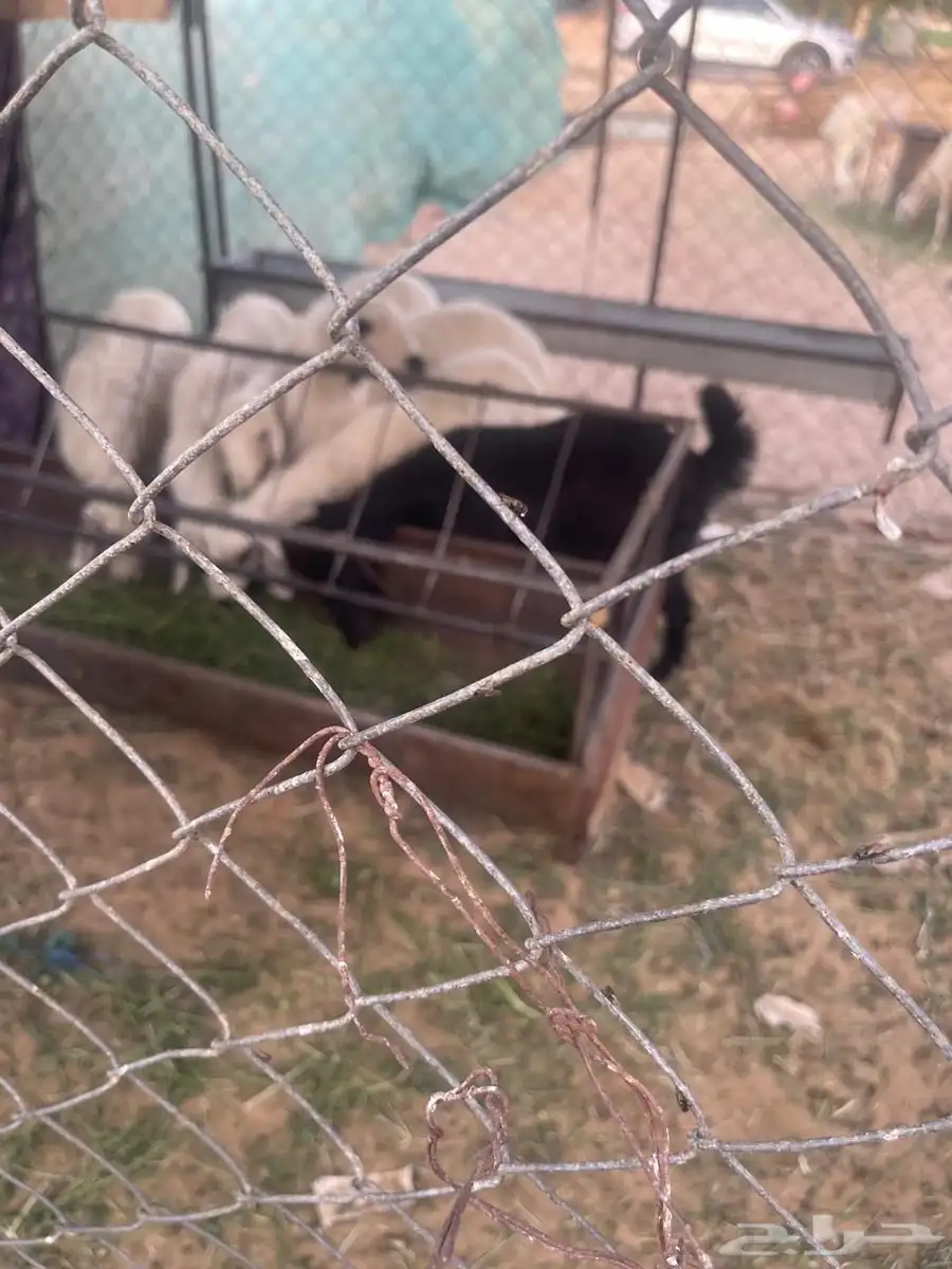 بغره كفو 4
