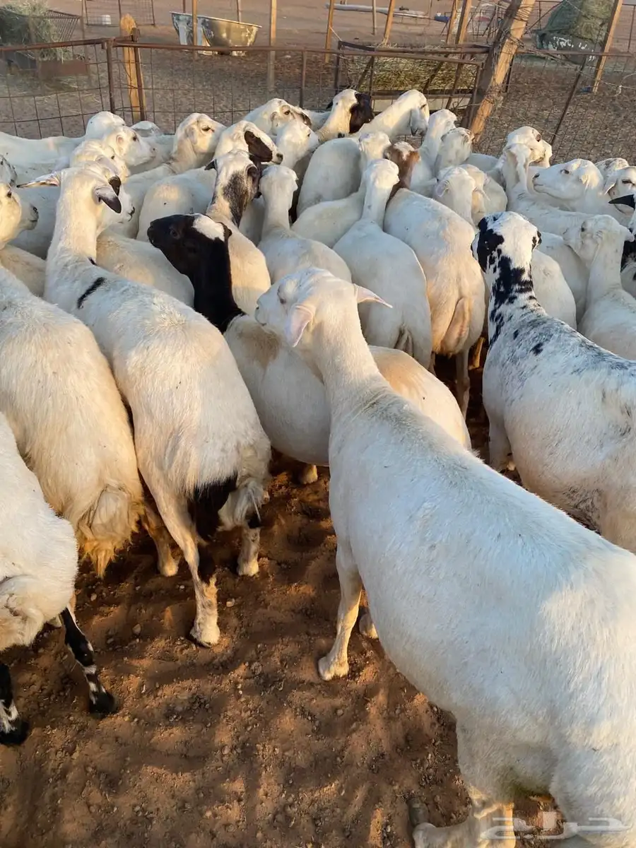 للبيع غنم عدد 60 11