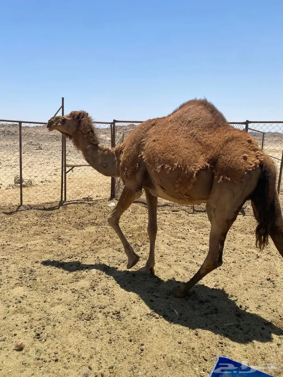 ناقه حمراء 3