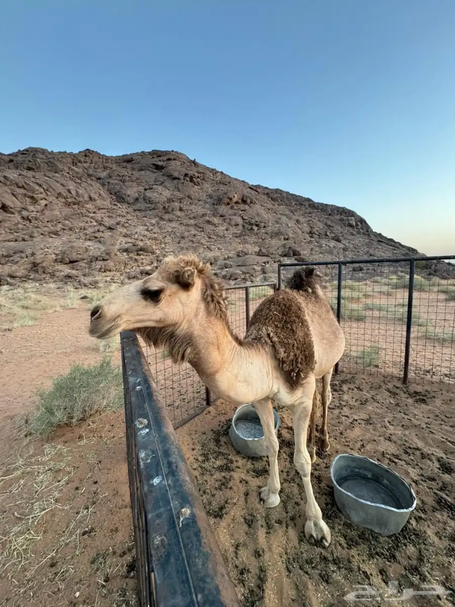 حشو للبيع يصلح للحفلات و المناسبات 3