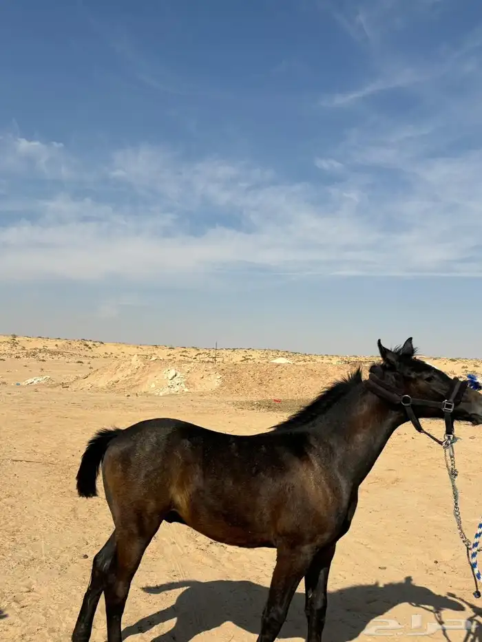 مهر شعبي كفو بإذن الله 0