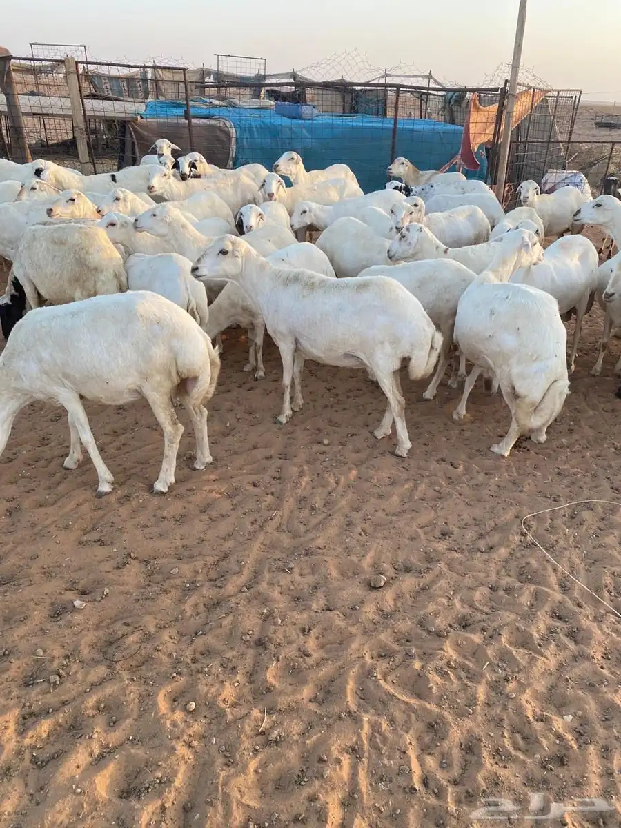 للبيع غنم عدد 60 1