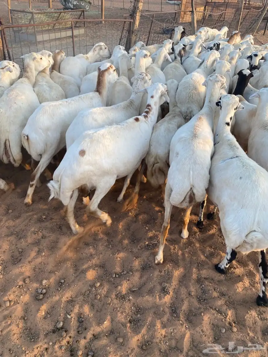 للبيع غنم عدد 60 7