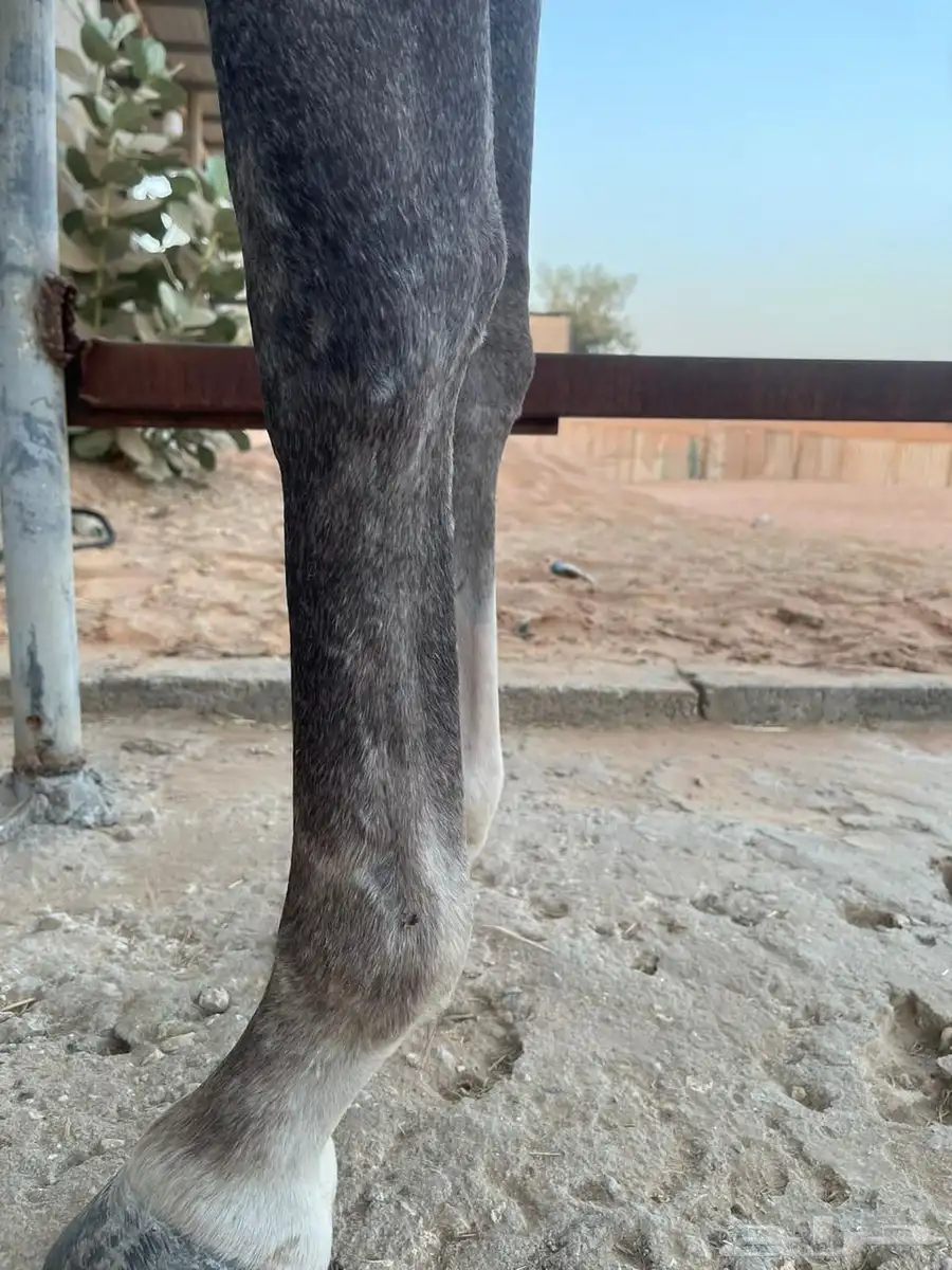 للبيع فرس واهو 8