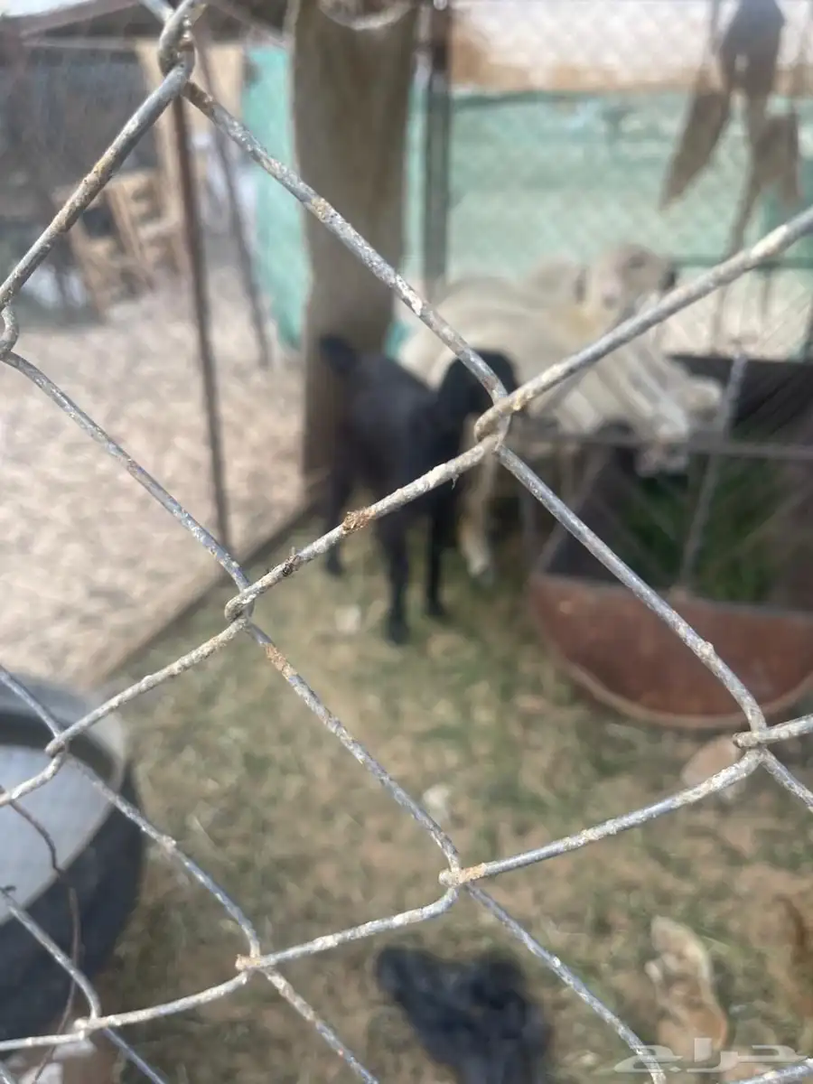 بغره كفو 3