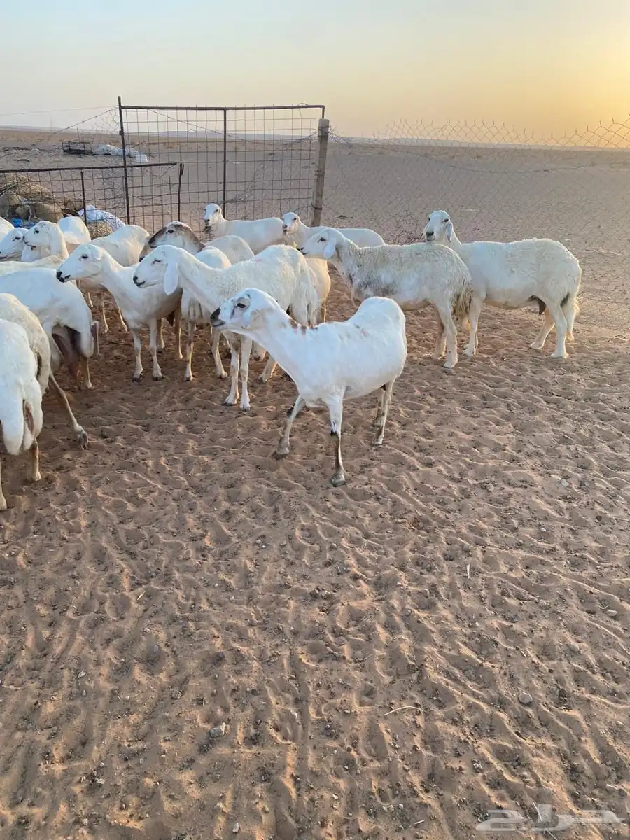 للبيع غنم عدد 60 3