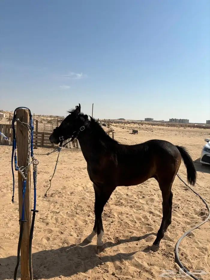 مهر شعبي كفو بإذن الله 2