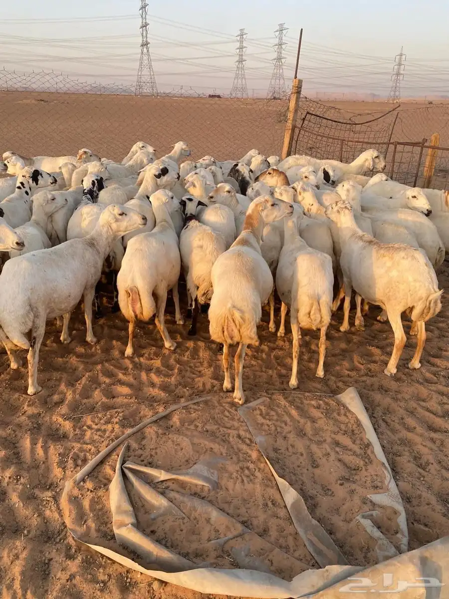 للبيع غنم عدد 60 10