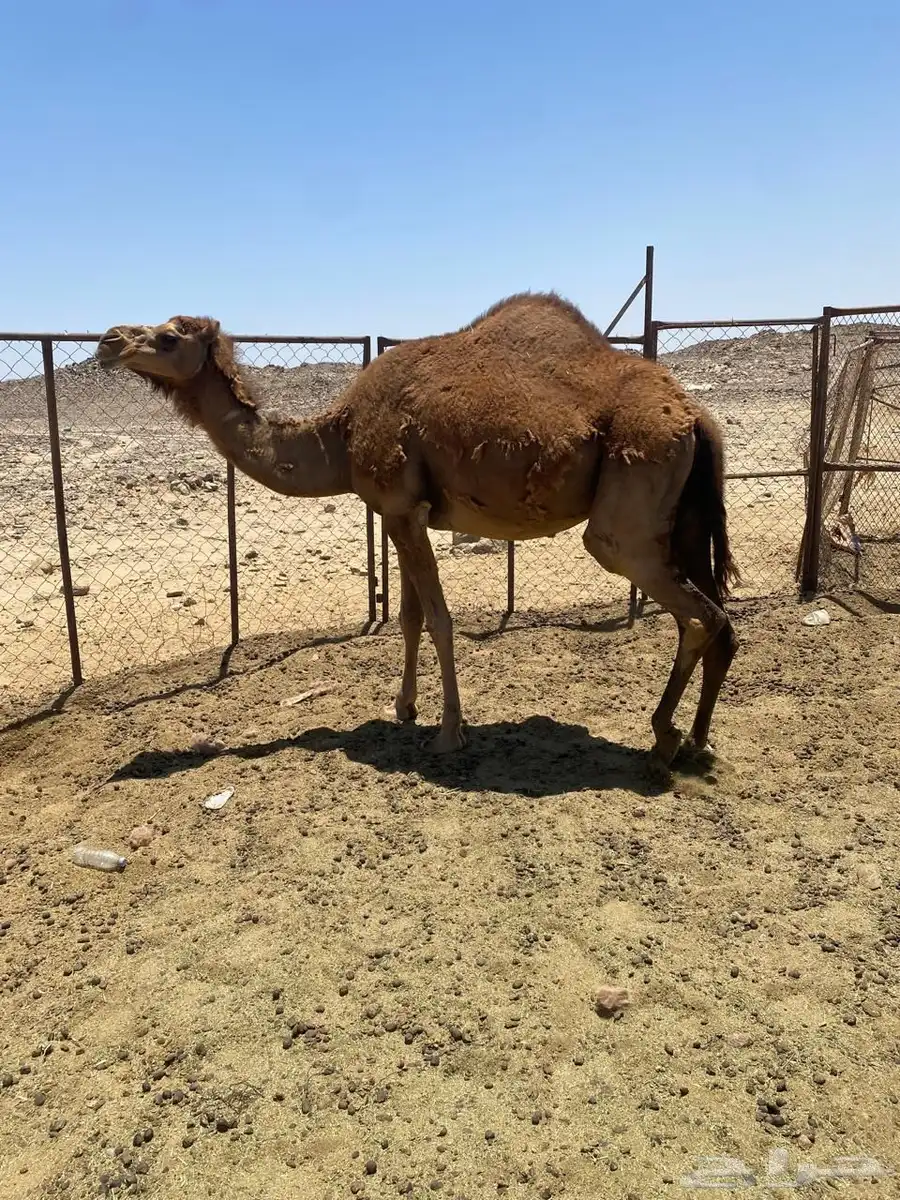 ناقه حمراء 4