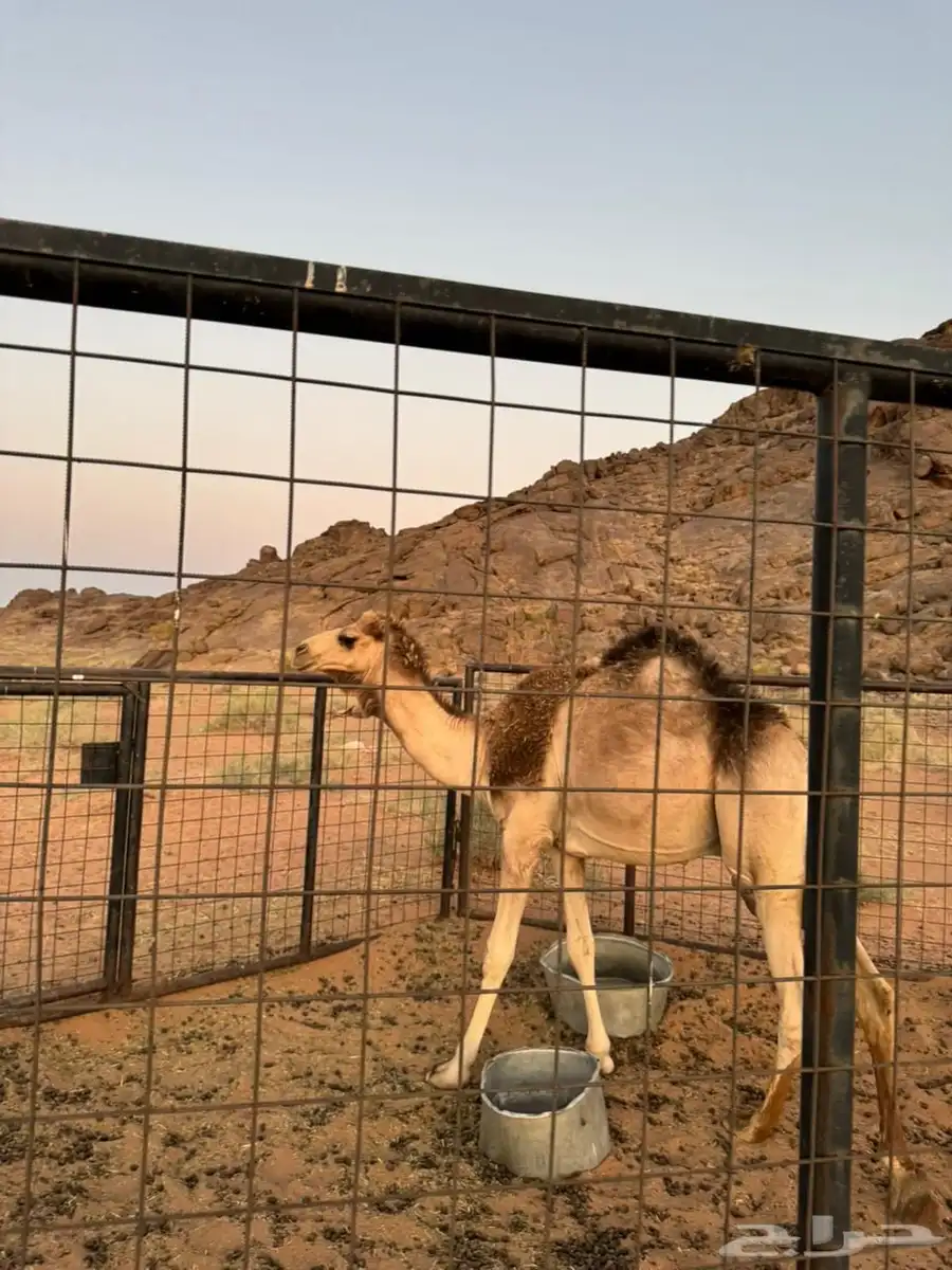 حشو للبيع يصلح للحفلات و المناسبات 2