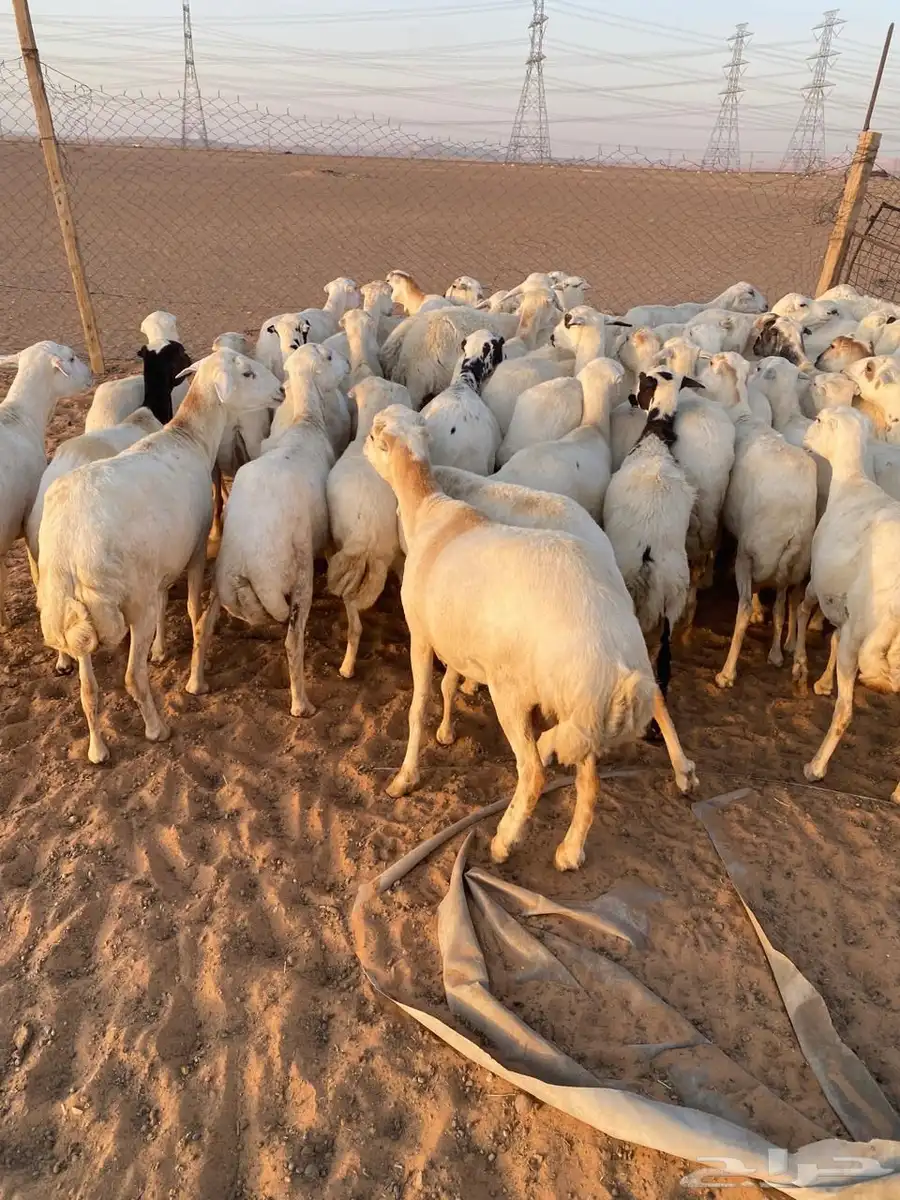 للبيع غنم عدد 60 9