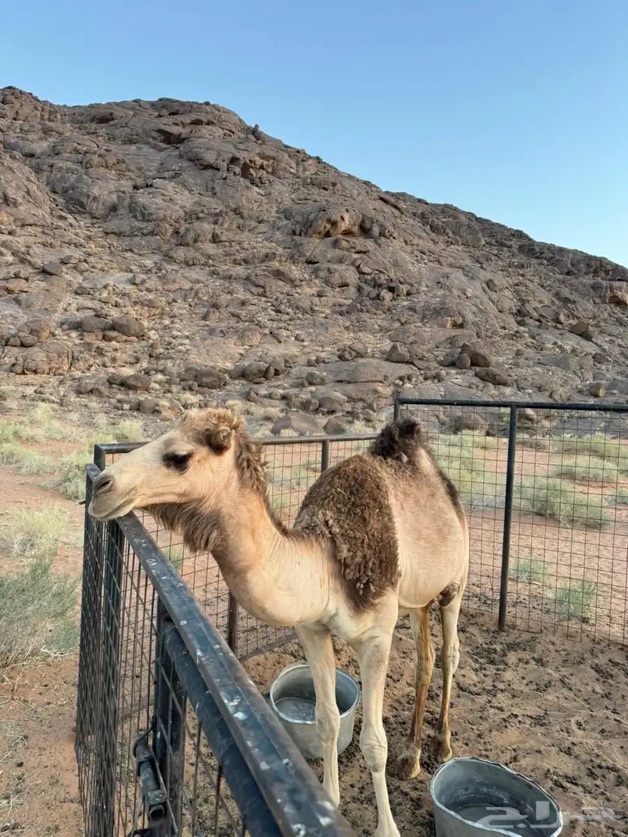 حشو للبيع يصلح للحفلات و المناسبات 1