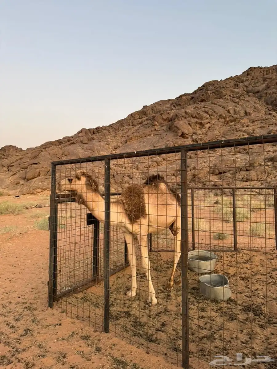 حشو للبيع يصلح للحفلات و المناسبات 0