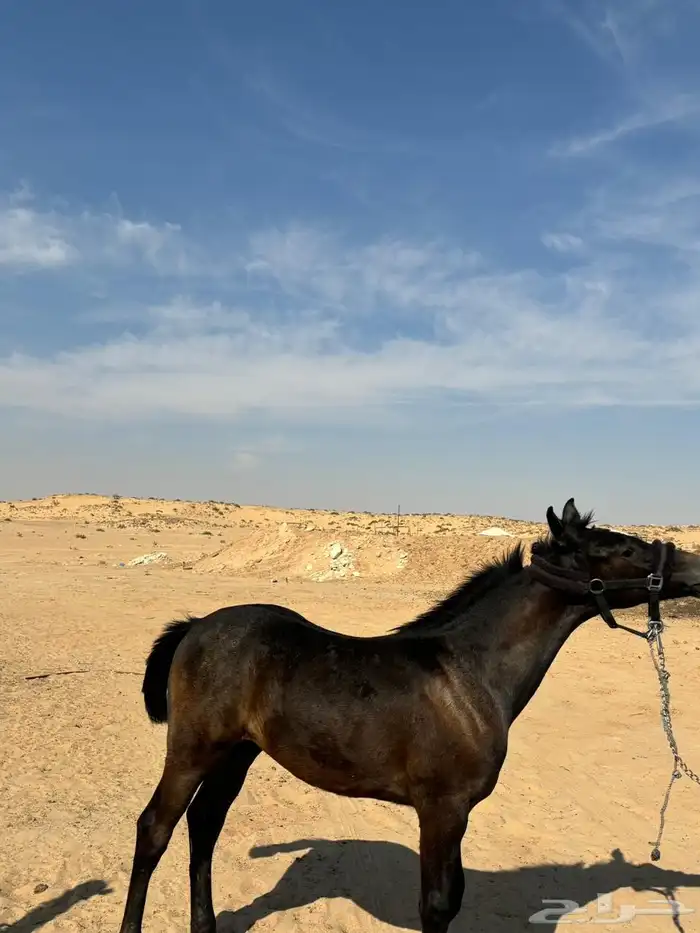 مهر شعبي كفو بإذن الله 1