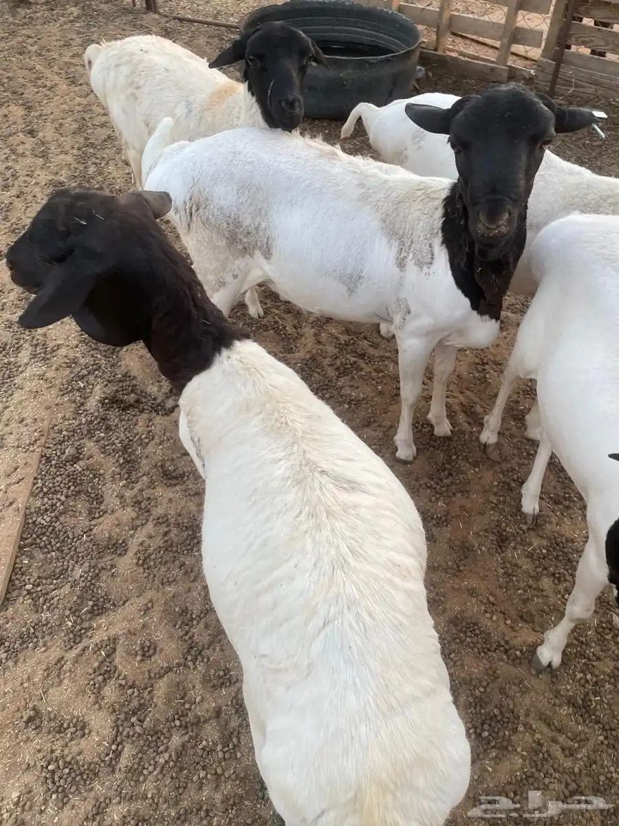 بربري العدد 8 طيبات 2