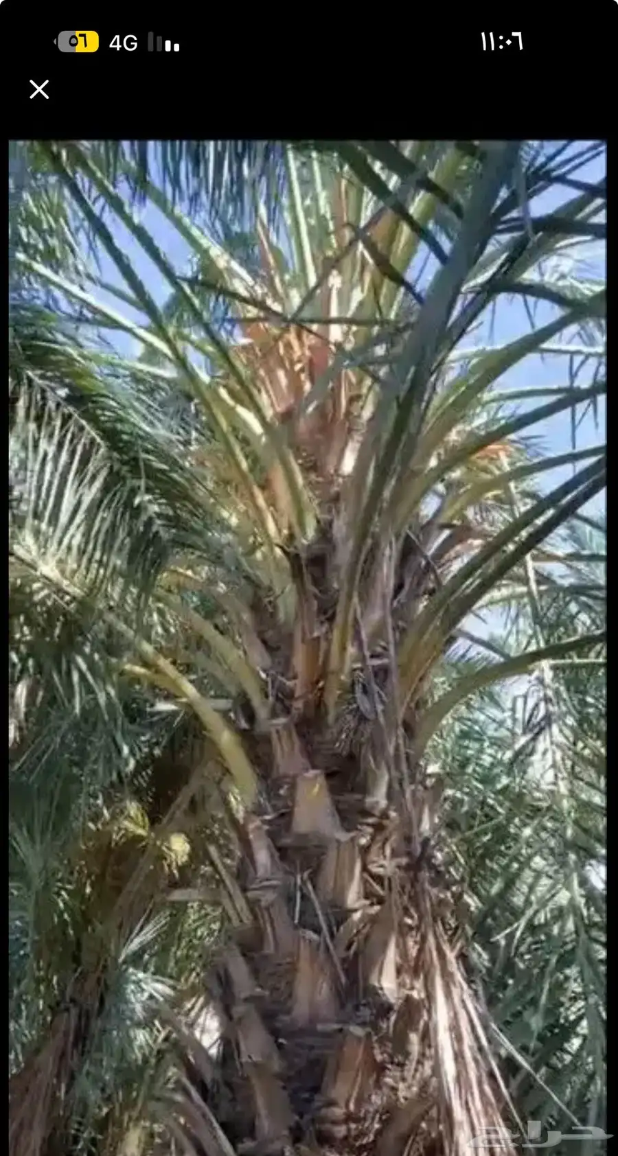 قلايع نخيل عجوه وروثانه طول 3 متر للبيع 0